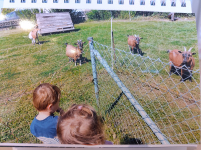 Besuch bei den Ziegen