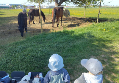 Besuch bei den Pferden Besuch bei den Pferden